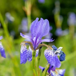 Iris de Sibérie Fran's Gold ® - Or éclatant au bord de l'eau
