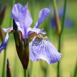 Iris de Sibérie Fran's Gold ® - Or éclatant au bord de l'eau
