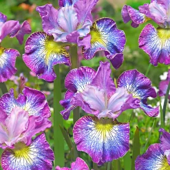3 Iris de Sibérie How Audacious - Des fleurs bleues sans effort