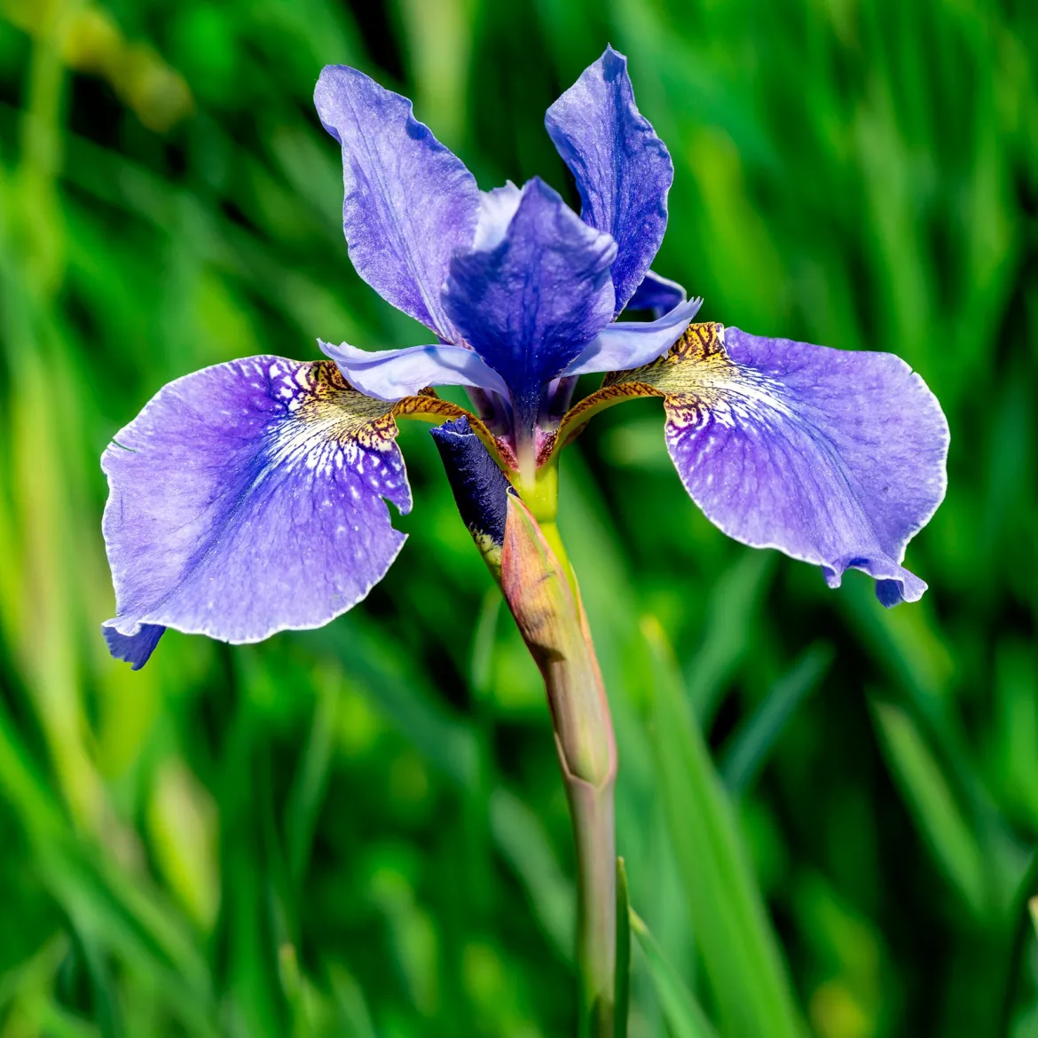Iris de Sibérie - Le bleu qui illumine l'eau