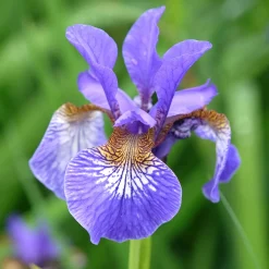 Iris de Sibérie - Le bleu qui illumine l'eau