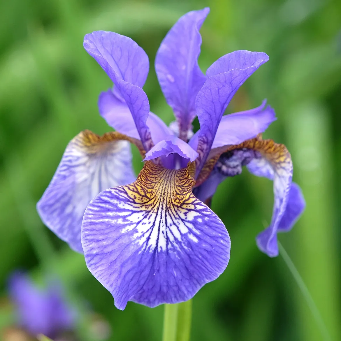 Iris de Sibérie - Le bleu qui illumine l'eau