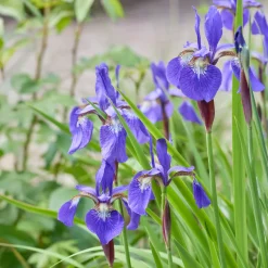 Iris de Sibérie - Le bleu qui illumine l'eau