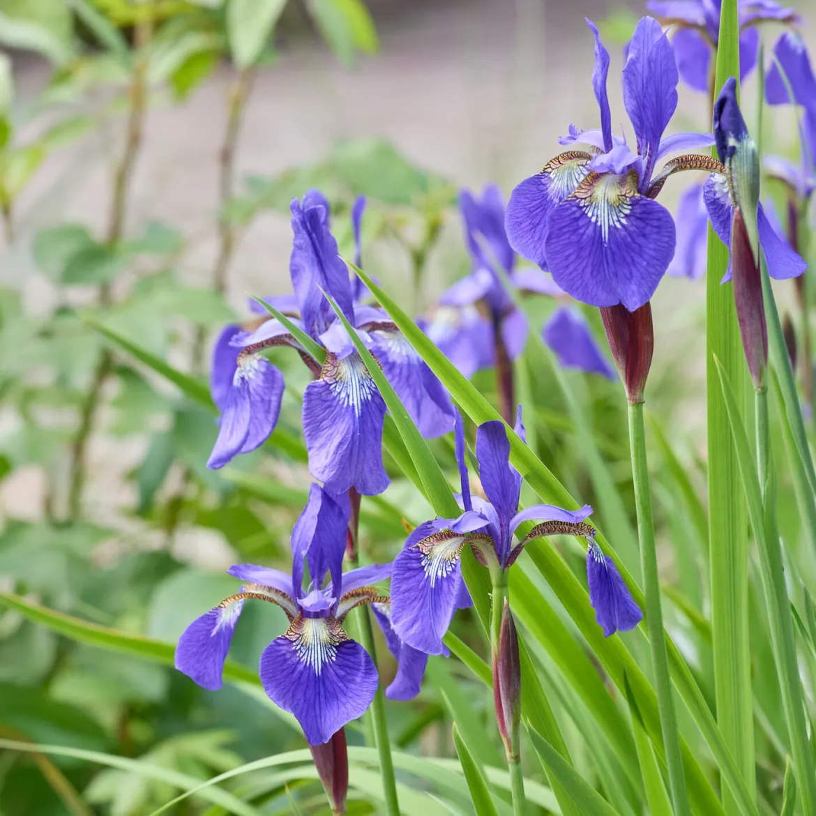 Iris de Sibérie - Le bleu qui illumine l'eau