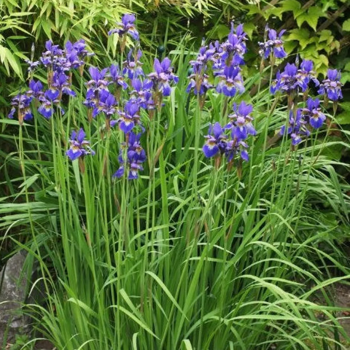 Iris de Sibérie - Le bleu qui illumine l'eau