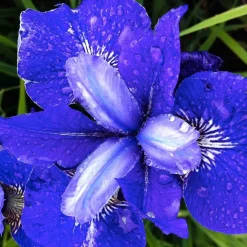 3 Iris de Sibérie Oiseau Bleu - Le bleu qui illumine l'ombre