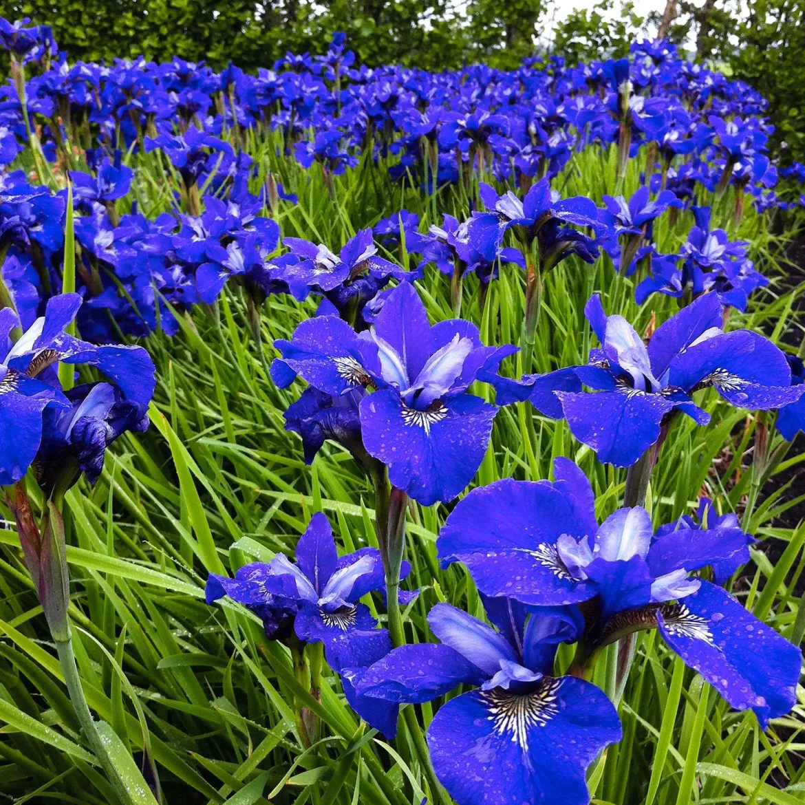 3 Iris de Sibérie Oiseau Bleu - Le bleu qui illumine l'ombre