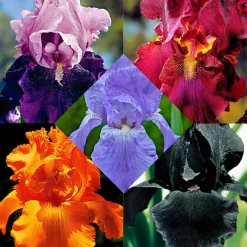 5 Iris des jardins Magic Melange en mélange - Un massif haut en couleur