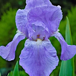 5 Iris des jardins Magic Melange en mélange - Un massif haut en couleur