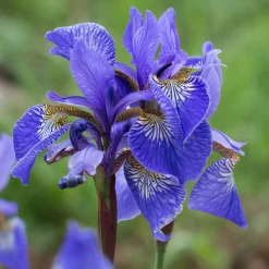 Iris des marais à fleurs bleues - Un bord d'eau qui s'illumine