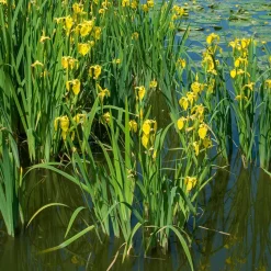 Iris des marais - Le jaune qui illumine l'eau