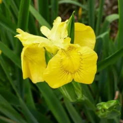 Iris des marais - Le jaune qui illumine l'eau