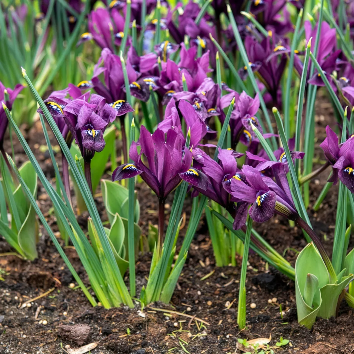 25 Iris Fraternal Twins en mélange - Deux teintes, un massif magique