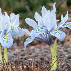 10 Iris reticulé Katherine Hodgkin - Les premières fleurs de l'année