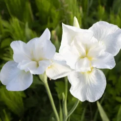 Iris sibirica Swans in Flight - Envolée blanche au jardin