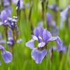 Iris versicolor - Un violet éclatant au bord de l'eau