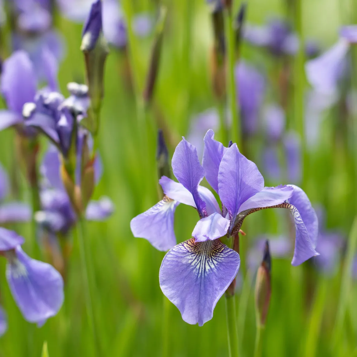 Iris versicolor - Un violet éclatant au bord de l'eau