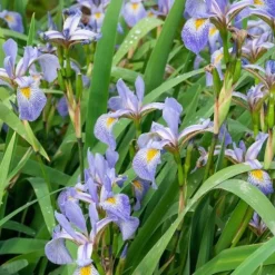 Iris versicolor - Un violet éclatant au bord de l'eau