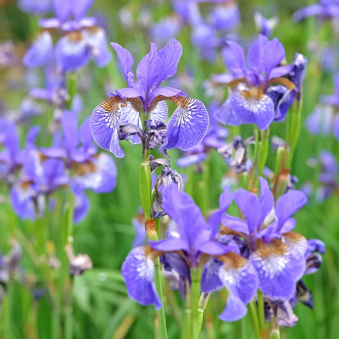 Iris versicolor - Un violet éclatant au bord de l'eau