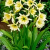 2 Ismènes Reine d'or - Fleurs dorées et parfumées