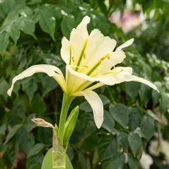 2 Ismènes Reine d'or - Fleurs dorées et parfumées