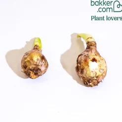 2 Ismènes Reine d'or - Fleurs dorées et parfumées