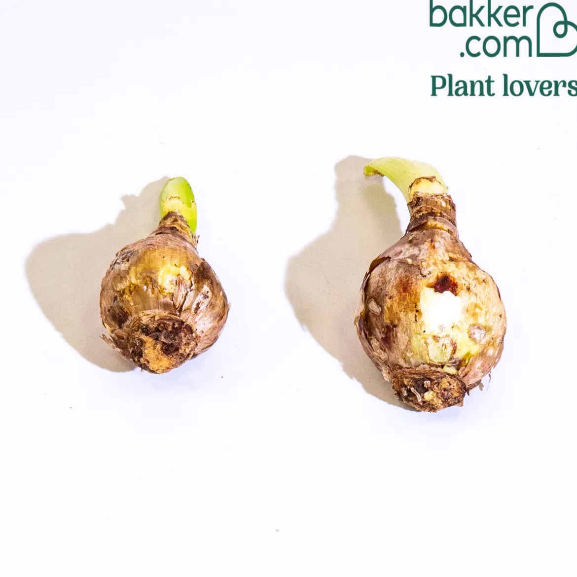 2 Ismènes Reine d'or - Fleurs dorées et parfumées