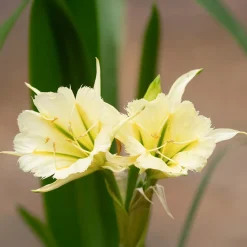 2 Ismènes Reine d'or - Fleurs dorées et parfumées