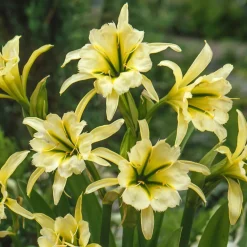 2 Ismènes Reine d'or - Fleurs dorées et parfumées