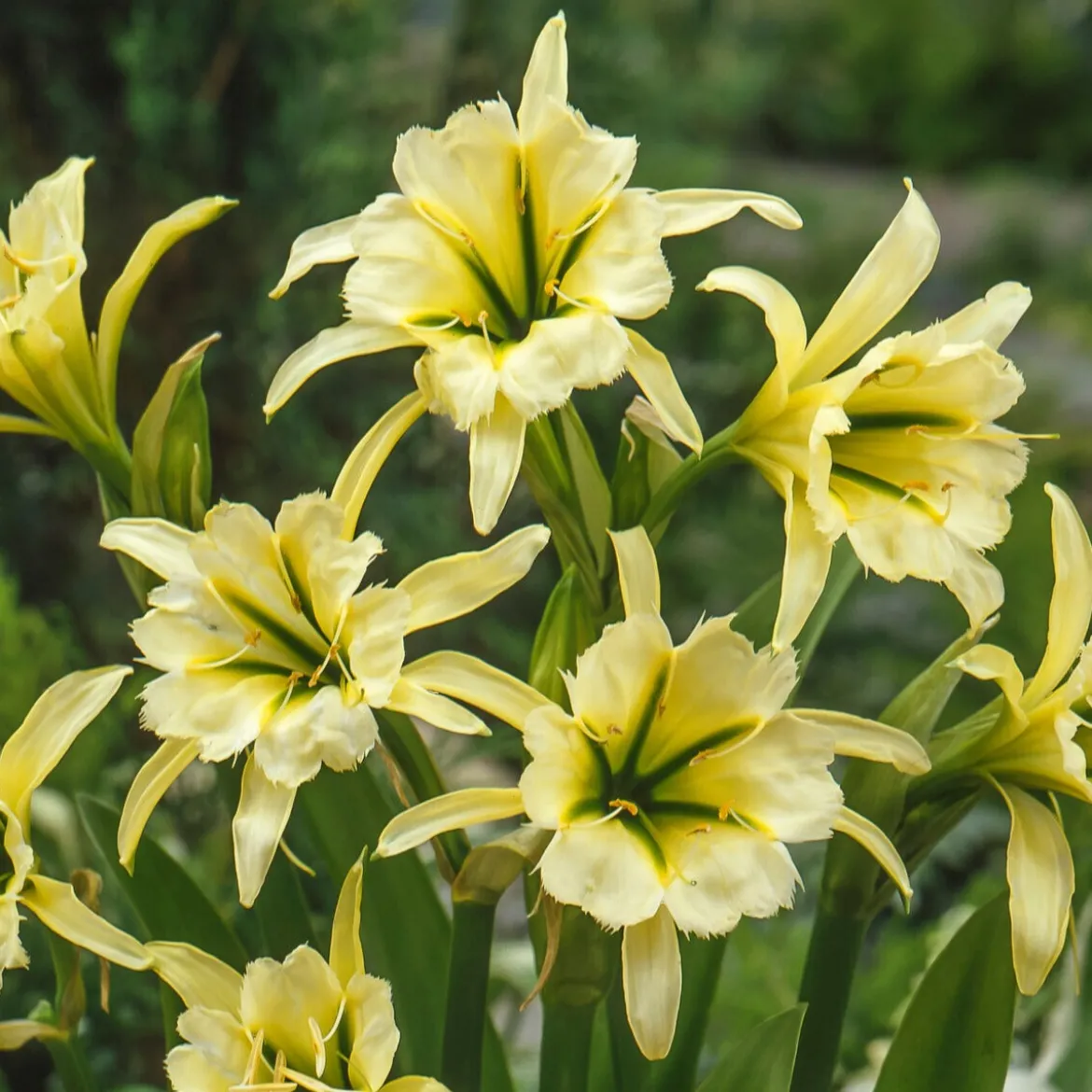 2 Ismènes Reine d'or - Fleurs dorées et parfumées