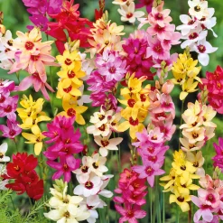 Ixias en mélange - Des fleurs étoilées tout l'été