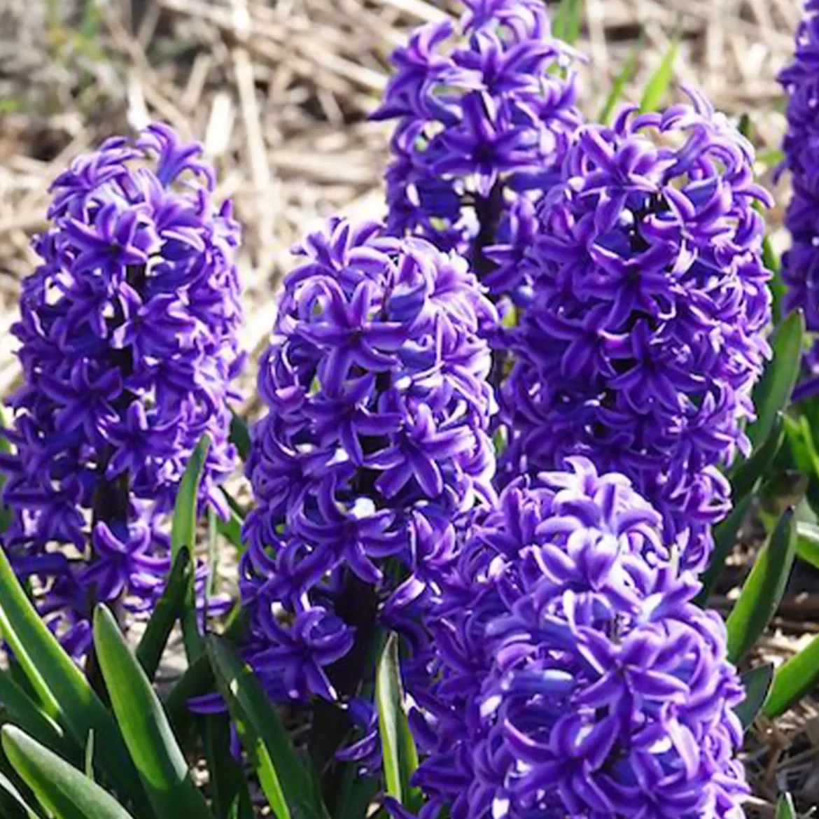 Jacinthe Blue Jacket - Le bleu qui parfume tout