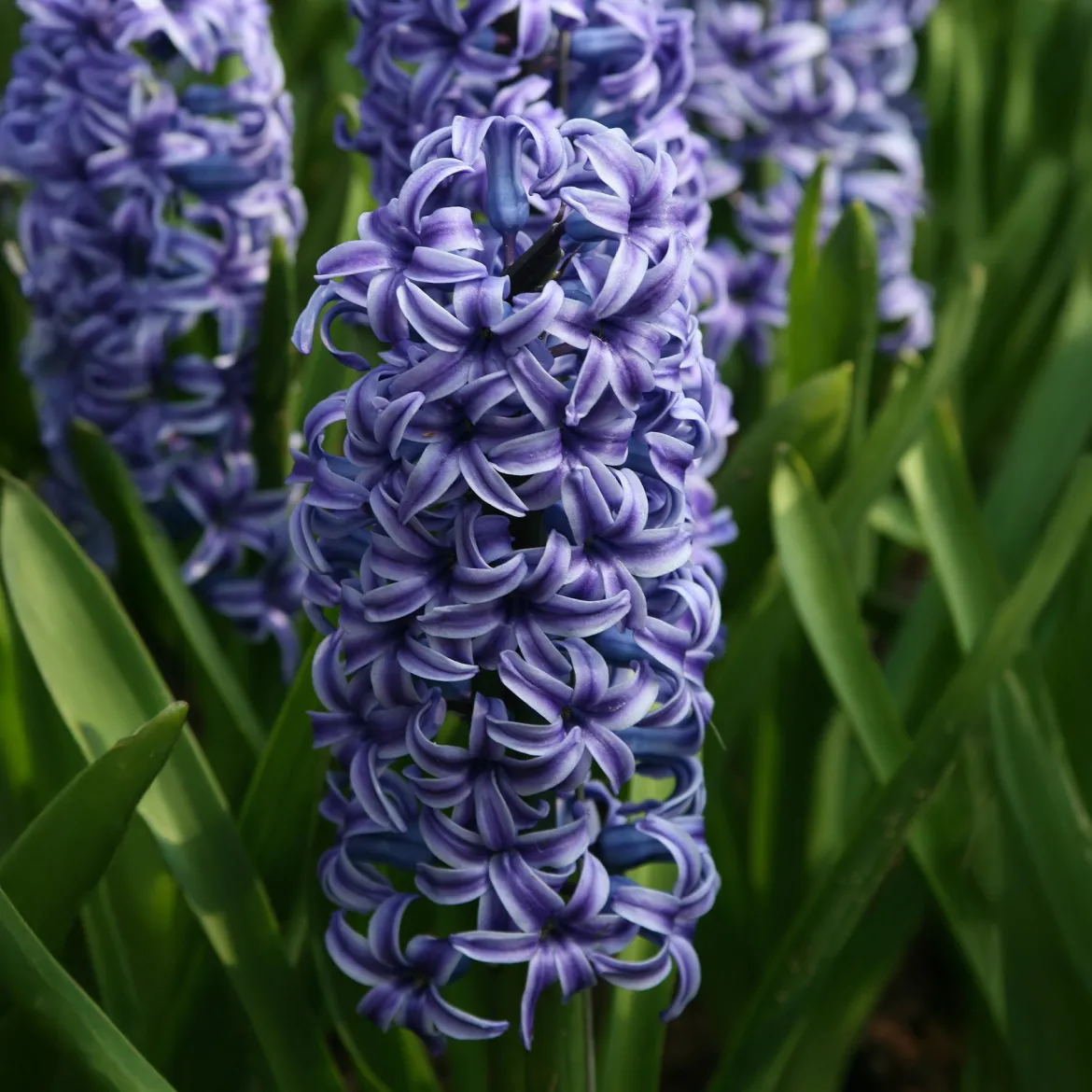 Jacinthe Blue Jacket - Le bleu qui parfume tout