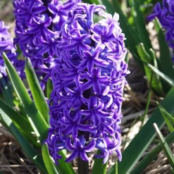 Jacinthe Blue Jacket - Le bleu qui parfume tout
