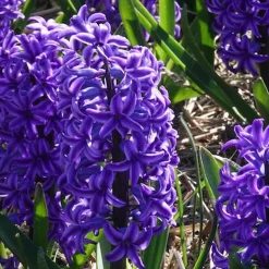 Jacinthe Blue Jacket - Le bleu qui parfume tout