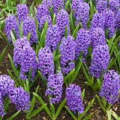 Jacinthe Blue Jacket - Le bleu qui parfume tout