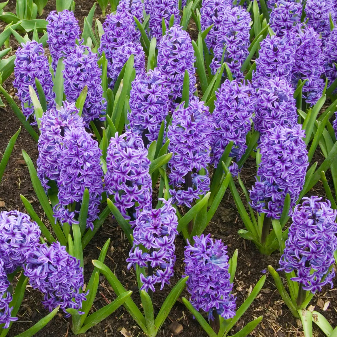 Jacinthe Blue Jacket - Le bleu qui parfume tout