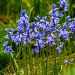 Jacinthe des bois bleue - Un tapis bleu sous les arbres