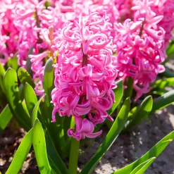 Jacinthe Pink Pearl - Le rose qui parfume tout