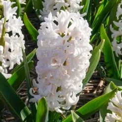 3 Jacinthes blanches - Un parfum blanc au jardin