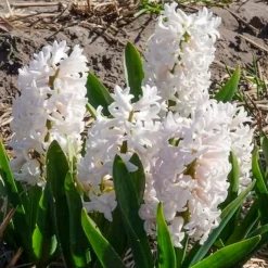 3 Jacinthes blanches - Un parfum blanc au jardin