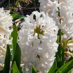 3 Jacinthes blanches - Un parfum blanc au jardin