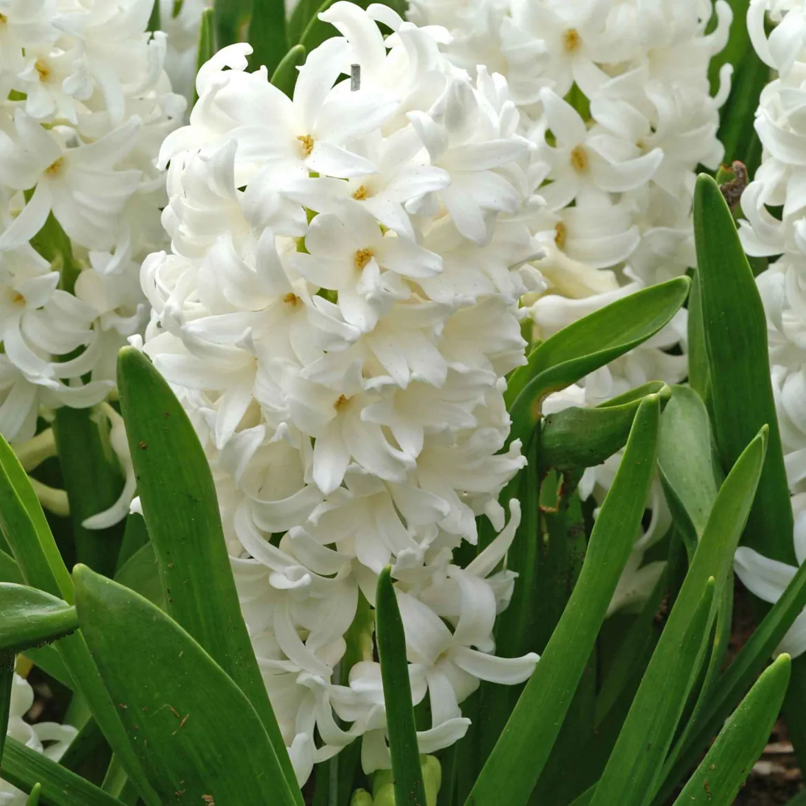 6 Jacinthes Carnegie blanche - Un printemps blanc et parfumé