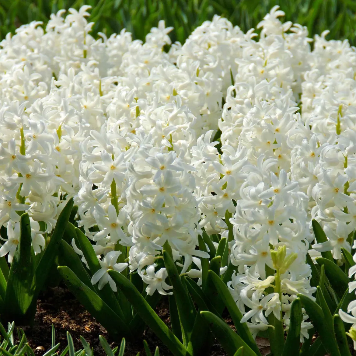6 Jacinthes Carnegie blanche - Un printemps blanc et parfumé