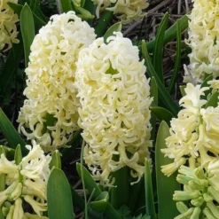 6 Jacinthes City of Haarlem jaune - Le jaune qui parfume tout