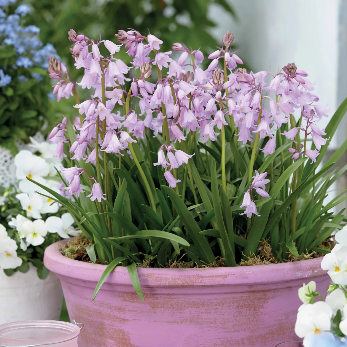 10 Jacinthes des bois - Scilla - Un tapis bleu-violet au jardin