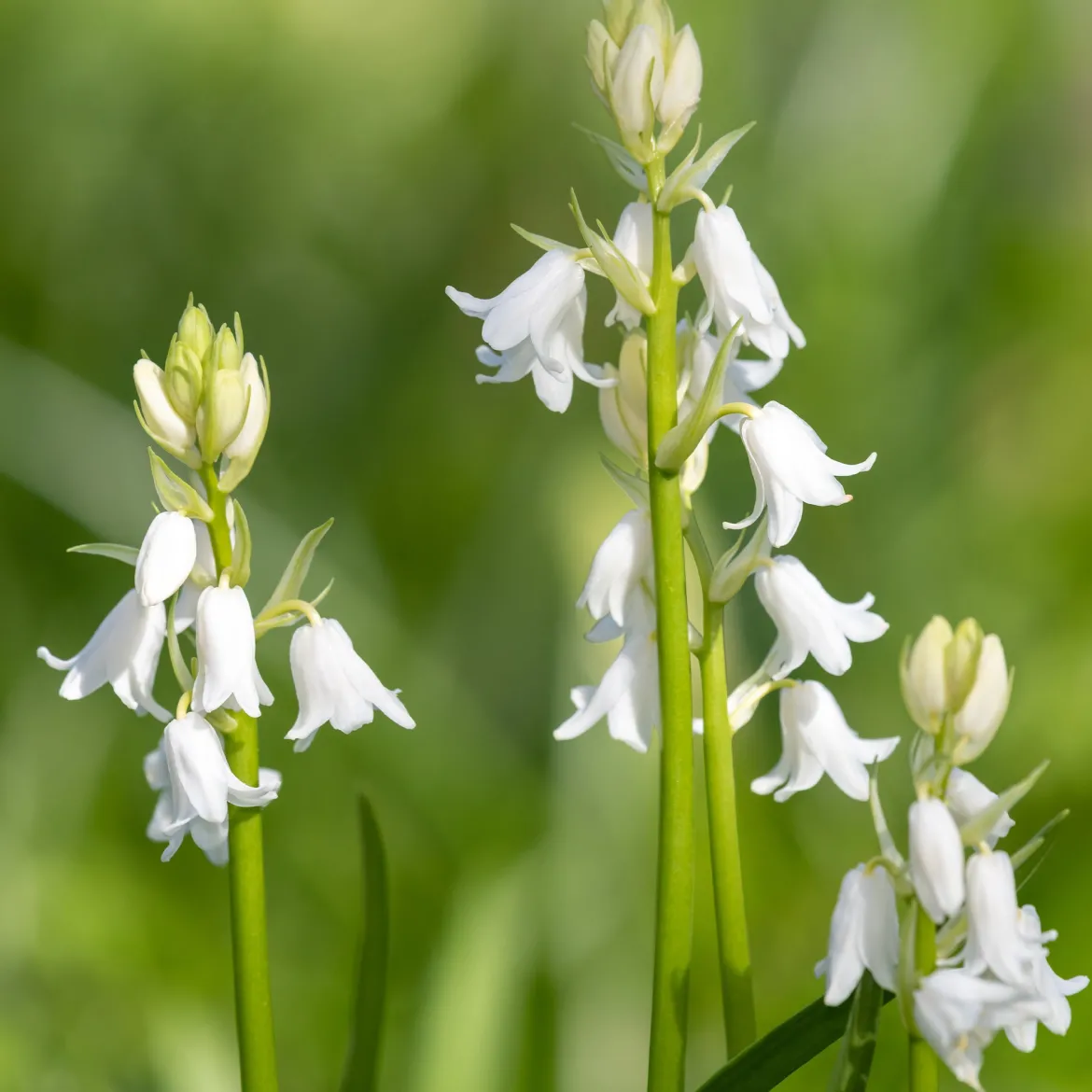 10 Jacinthes d'Espagne à fleurs blanches - Un tapis blanc à mi-ombre