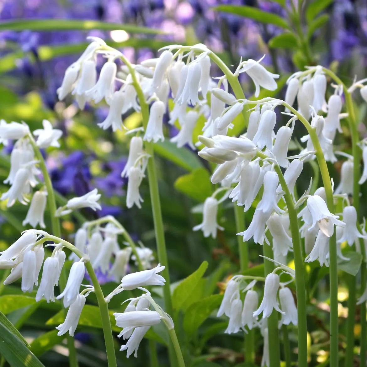 10 Jacinthes d'Espagne à fleurs blanches - Un tapis blanc à mi-ombre