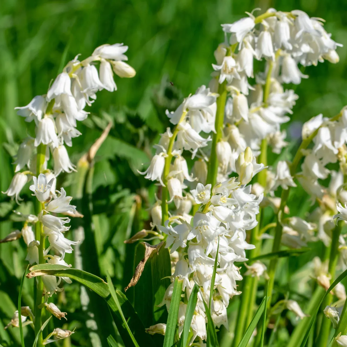10 Jacinthes d'Espagne à fleurs blanches - Un tapis blanc à mi-ombre