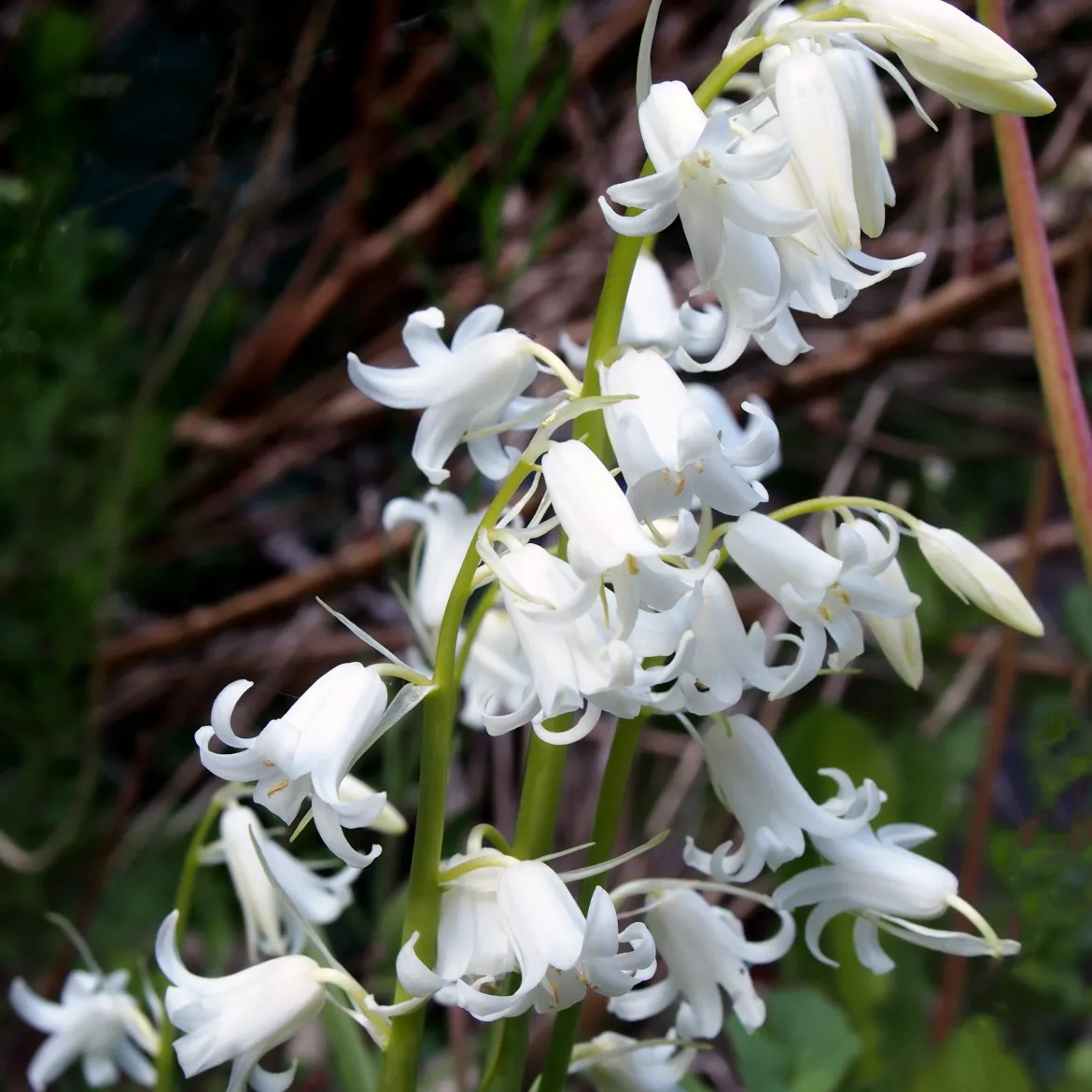 10 Jacinthes d'Espagne à fleurs blanches - Un tapis blanc à mi-ombre